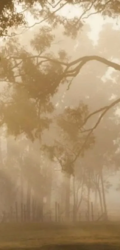 Serene forest with morning mist creating a tranquil scene.