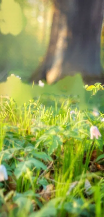 Morning forest with soft light and flowers.