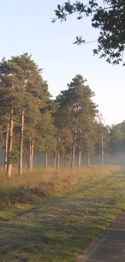 Serene forest morning with mist and trees, ideal for a calming wallpaper.