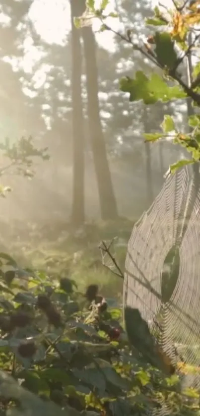 A tranquil forest with sunlit spider web and lush greenery.