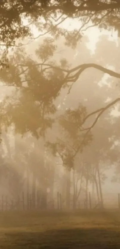Tranquil forest morning with golden light filtering through the trees.
