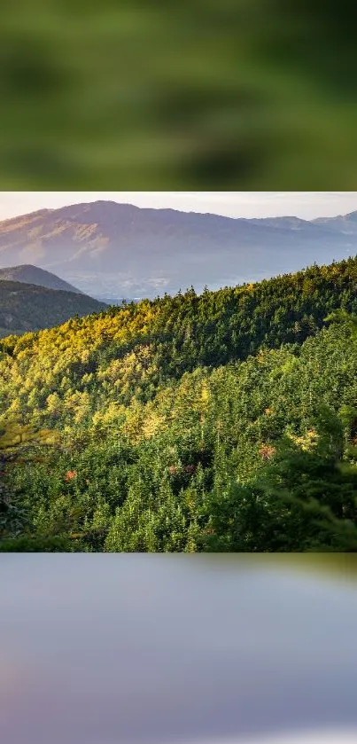 Lush green forest with mountain view mobile wallpaper.