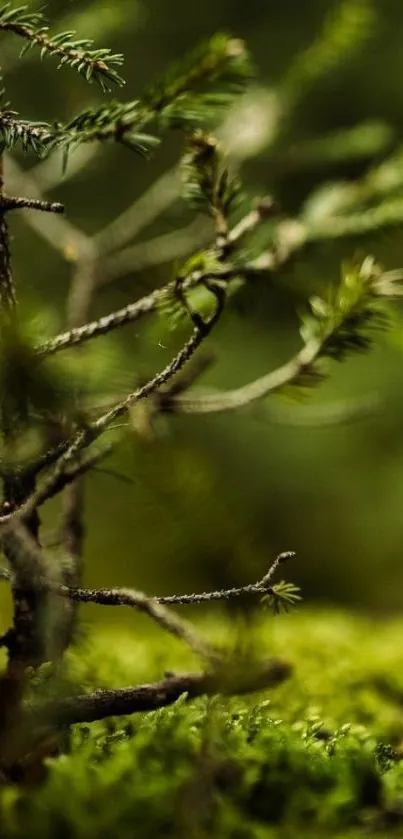 Serene forest scene with lush greenery.