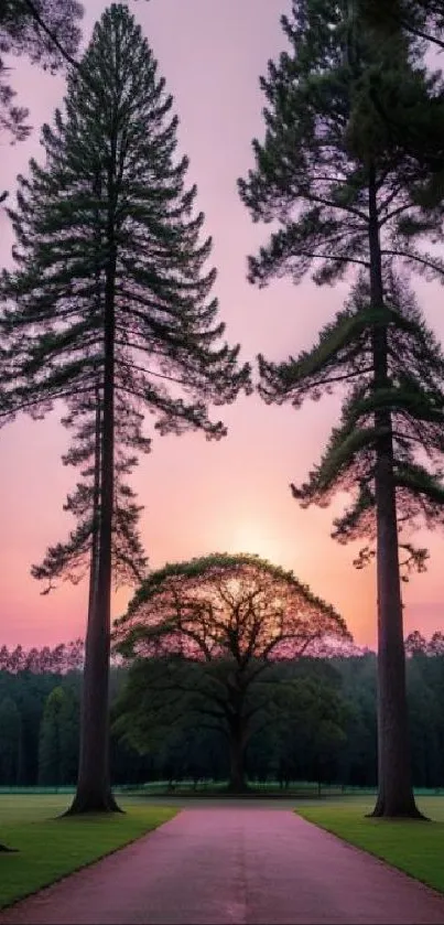 Serene forest path at sunset with towering trees.