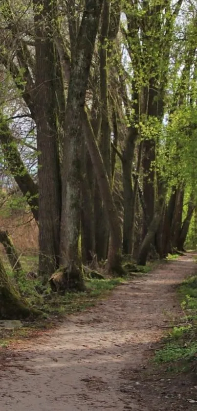 Serene path through a lush green forest, perfect for nature enthusiasts.