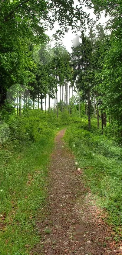 Lush green forest path with serene vibes.