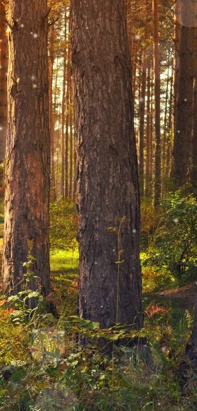 Sun-dappled forest path with lush greenery and tall trees.