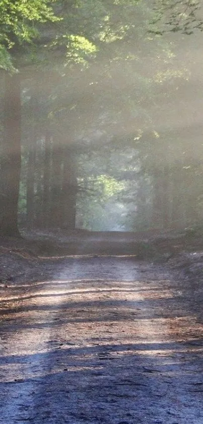 Serene forest path with sunbeams filtering through trees.