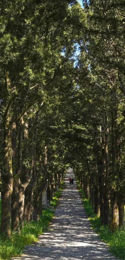 Tranquil forest path under lush green trees on a sunny day.