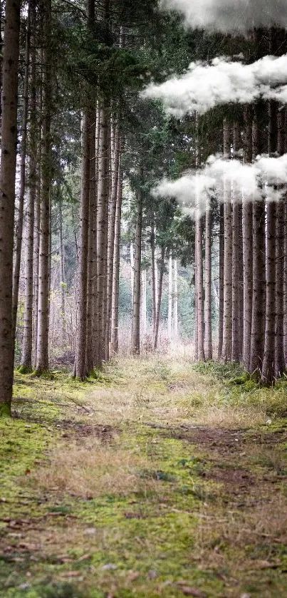 Serene path in a lush forest with tall trees.