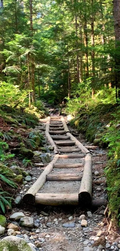 Wooded trail through lush green forest wallpaper