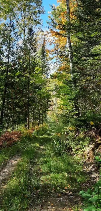 Serene forest path with green foliage and sunlight, perfect for mobile wallpaper.