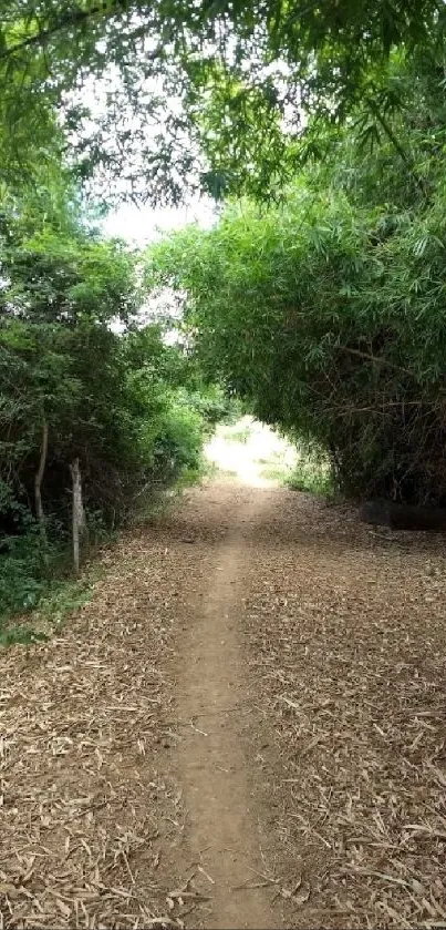 Green forest path under a canopy of lush trees.