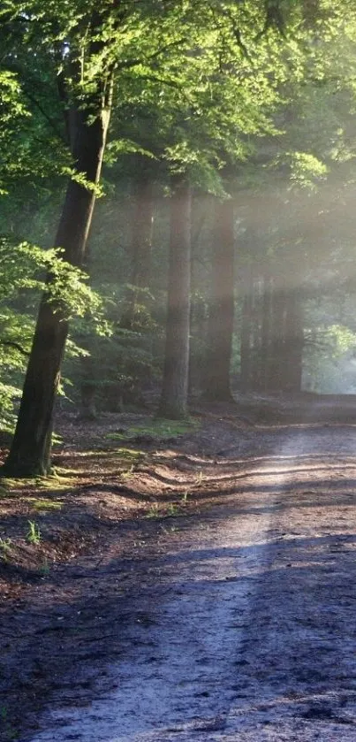 Serene forest path with sunlight filtering through trees, creating a peaceful ambiance.