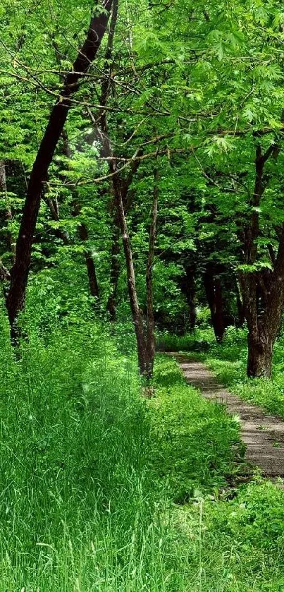 Serene forest path through lush green trees.