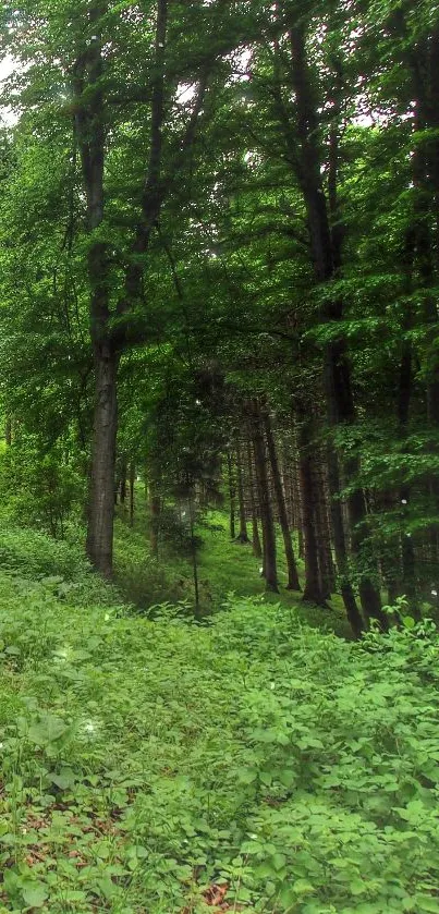 Serene forest path with lush green trees and foliage.