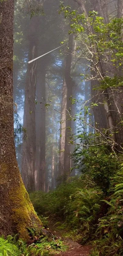 Serene forest path with lush greenery and towering trees, creating tranquility.