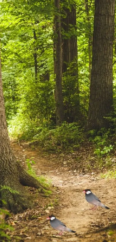 Serene forest path with lush greenery and birds in a tranquil setting.