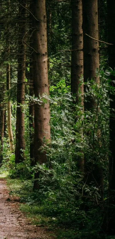 A serene forest path with lush green trees and a dirt road.