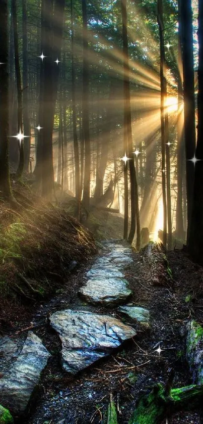 Sunlit forest path with rocky trail and towering trees.