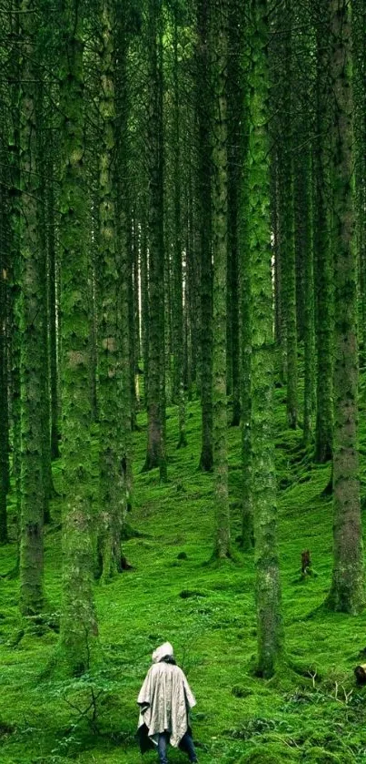 A peaceful forest path surrounded by lush green trees.