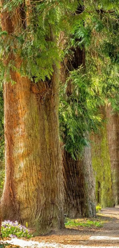 Sunlit forest path lined with tall trees