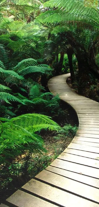 Curved wooden path through lush, green forest scenery.