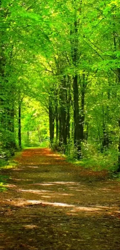 Serene forest path with lush green trees.