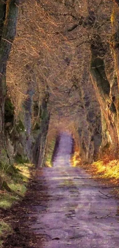 A scenic forest path with towering trees and golden sunlight shining through.