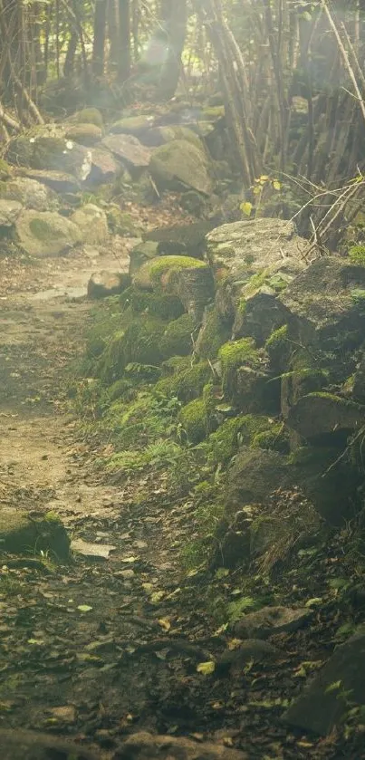 Serene path through a lush forest with dappled sunlight and greenery.