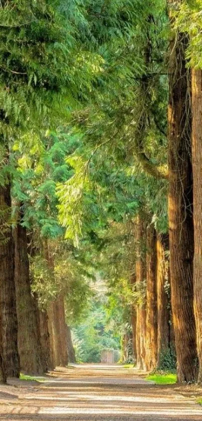 Serene forest path with tall trees lining a tranquil, sunlit trail.