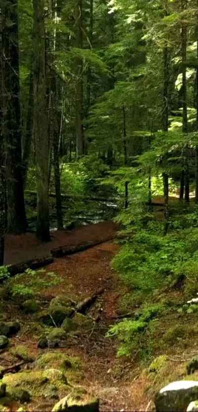 Serene forest path with lush green scenery and sunlight filtering through trees.