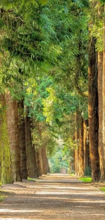 Serene leafy forest path under sunlight.