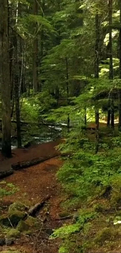 Mobile wallpaper featuring a serene forest path with lush greenery.