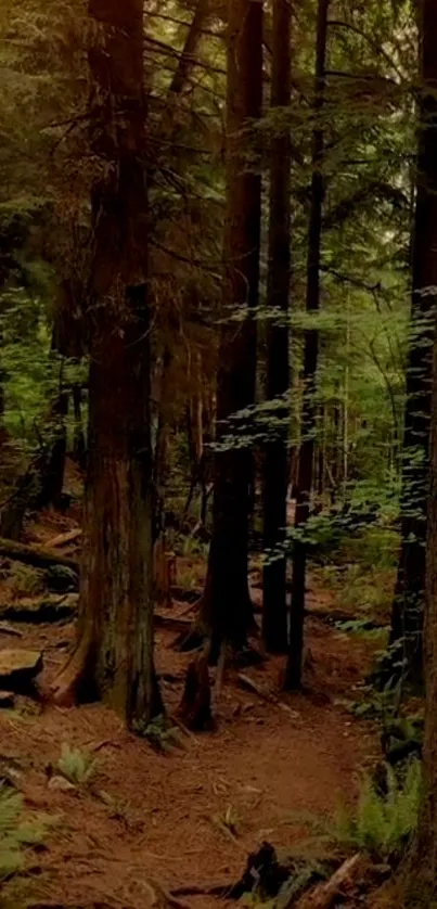 Peaceful forest path under tall trees with verdant foliage, captured in serene light.