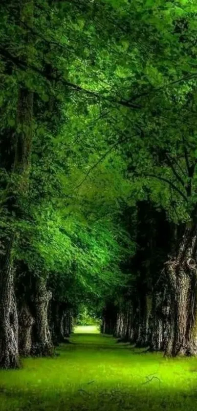 Serene forest path with lush green trees.