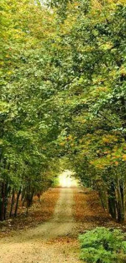 A tranquil forest path with lush green trees overhead.