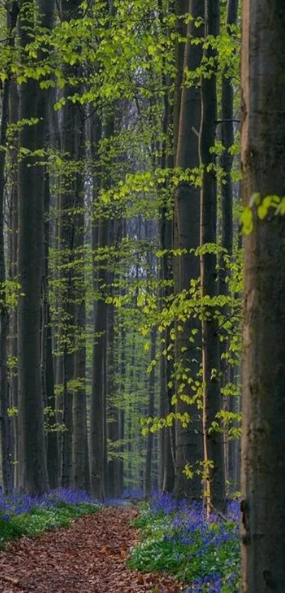 Serene forest path with tall trees and green leaves.