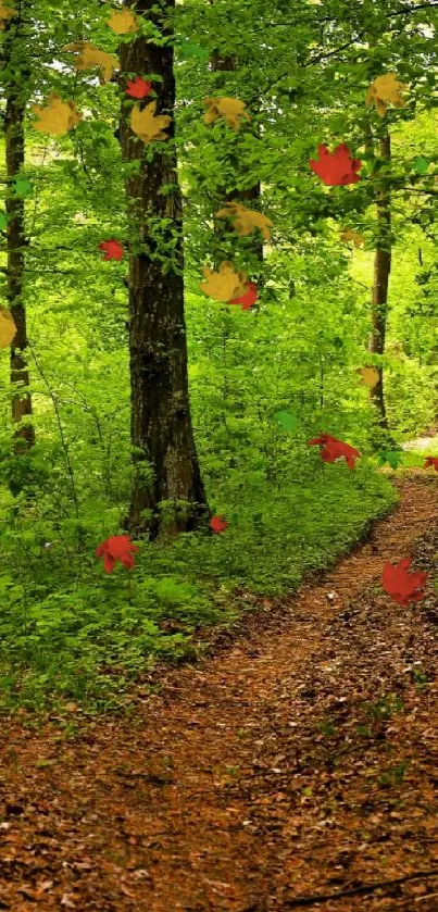 Lush forest path with green trees and a split trail, perfect for mobile wallpaper.