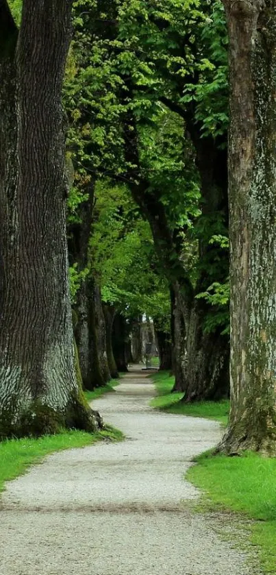 Serene forest path with lush green trees and a gravel walkway.