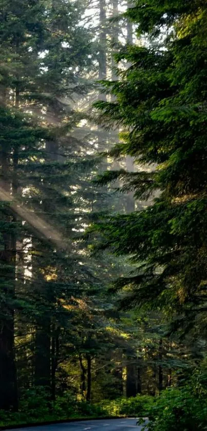 Serene sunlight forest path with tranquil road.