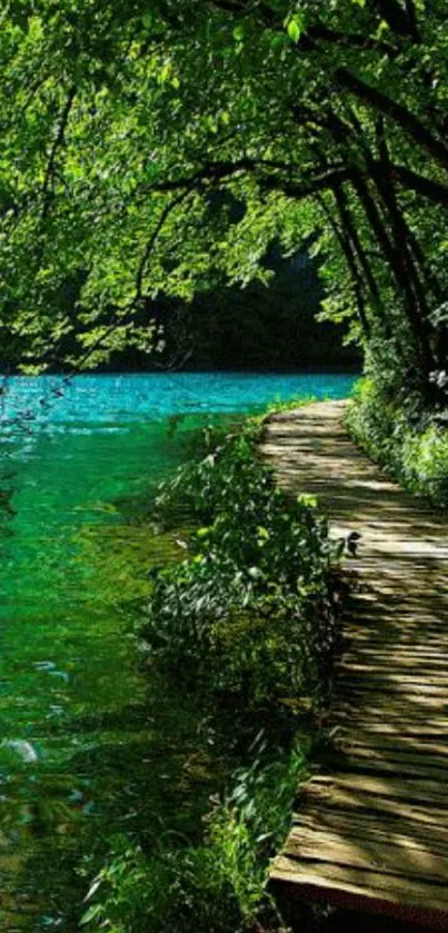 Serene forest path beside vibrant green water.