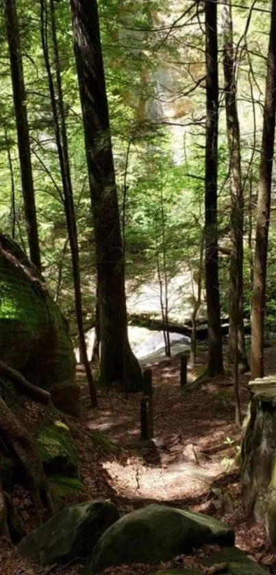 Serene forest path with lush green trees.