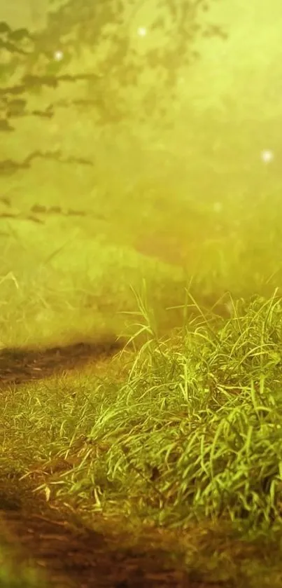 Serene forest path with lush greenery.