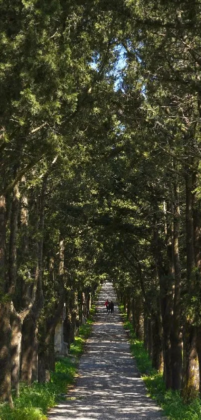 A serene forest path lined with lush green trees under a blue sky.