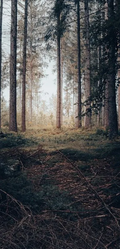 Peaceful forest path with tall trees and greenery.