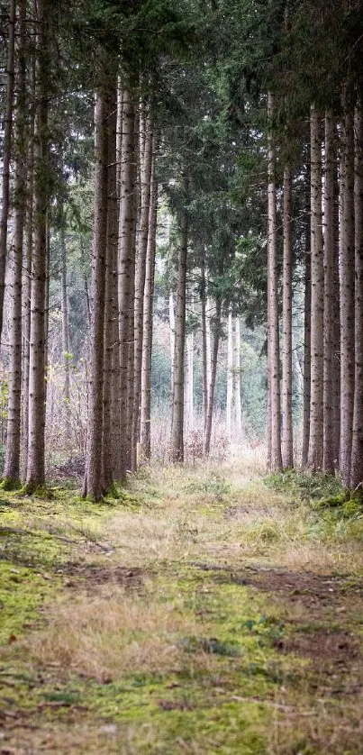 Serene forest path surrounded by towering pine trees and lush moss.