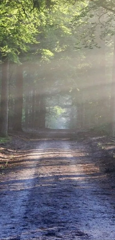 Tranquil forest path with sunlit trees and lush greenery.