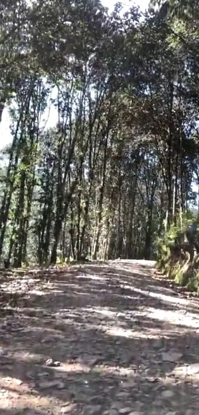 Serene forest path with sun-dappled trees and a rustic trail.