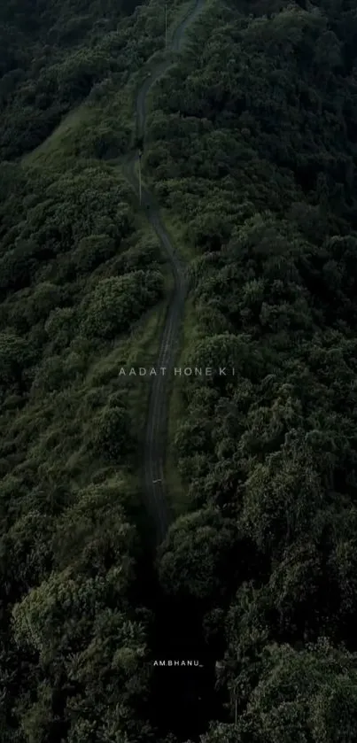 Aerial view of a serene forest path with lush greenery and winding trails.